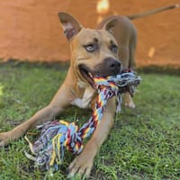 Omy, mâle croisé berger, né le 31/01/2024🐶, chien à adopter