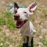 Neo, mâle croisé berger, né le 01/01/2025 🐶, chien à adopter