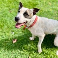 Hanae, femelle croisée berger, née le 03/11/2023 🐶, chienne à adopter