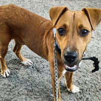 Frisky, mâle X croisé berger , né le 01/04/2025, chien à adopter