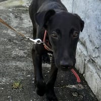 Dusty, mâle croisé berger, né le 15/06/2025 🐶, chien à adopter