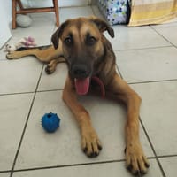 Câline, femelle croisée berger, née le 01/06/2025, chienne à adopter