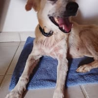 Belcha, femelle X créole née le 01/03/2013, chienne à adopter