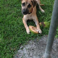 Anuka, femelle berger, née le 15/06/2025 🐶, chienne à adopter