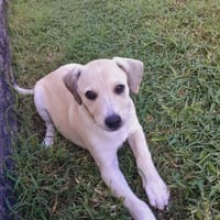 Yuno, femelle X border née le 14/09/2025, chienne à adopter