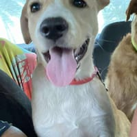 Tyna, femelle croisée berger, née le 15/08/2025, chienne à adopter