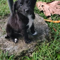 Shiki, mâle X berger, né le 15/09/2025, chien à adopter