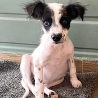 Lya, femelle X berger née le 10/09/2025, chienne à adopter