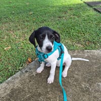 Liddy, femelle berger, née le 15/09/2025, chienne à adopter