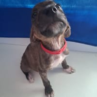 Kyra, femelle X croisé née le 21/09/2025, chienne à adopter