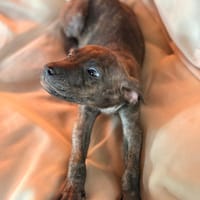 FILOU, Mâle croisé, né le 21/09/2025, chien à adopter