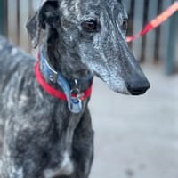 BARTOLO, chien à adopter