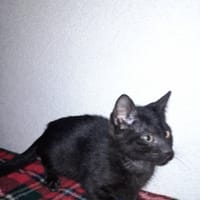 Marvel chaton mâle, chat à adopter