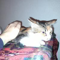 MISSY chatonne tricolore, chatte à adopter