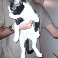 tulipe chatonne, chat à adopter