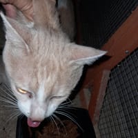 CALIN jeune adulte, chat à adopter