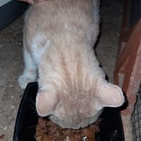 CALIN jeune adulte, chat à adopter