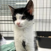 Sorgo, kotka do adopcji