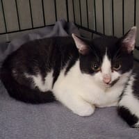 Raven, kot do adopcji