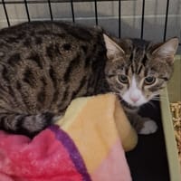 Matylda, kotka do adopcji