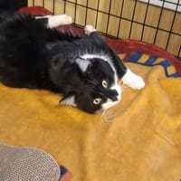 Kadir, kot do adopcji