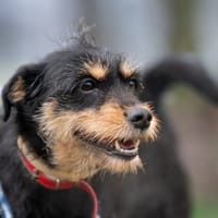 Diana, suczka do adopcji