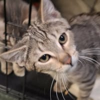 John Lennon, kot do adopcji