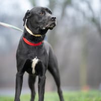 Fąfel, pies do adopcji