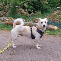 Kleiner Bodo sucht kuscheliges Körbchen, Hund zur Adoption