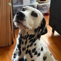 Nala sucht eine Pflegestelle/Zuhause, Hündin zur Adoption