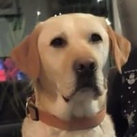 Platon, Hund zur Adoption