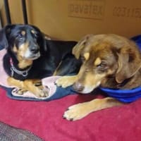 Lea und Lord liebenswertes Hundepärchen, Hund zur Adoption