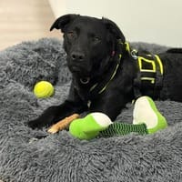 ❤Joy, sanftes Labbimixmädchen, Erkelenz, Hündin zur Adoption