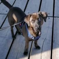 NERINA MUSS IHR ZUHAUSE VERLASSEN, Hündin zur Adoption