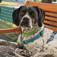 Areti sucht ein Zuhause, Hündin zur Adoption