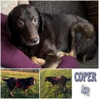 COPER -lieber, gutmütiger Rüde-, Hund zur Adoption