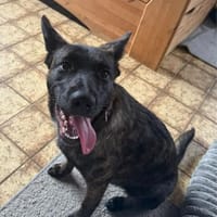 MARCY - total freundlich und lernwillig, Hündin zur Adoption