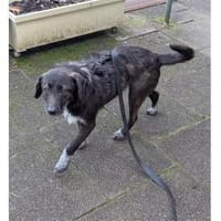 Livy - wartet in 76227 Karlsruhe, Hündin zur Adoption