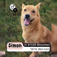 Kleiner SIMON sucht großes Herz, Hund zur Adoption