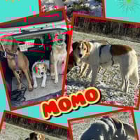 toller Rüde Momo wartet auf Pflegestelle, Hund zur Adoption