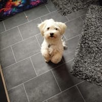 Yoschi, Hund zur Adoption