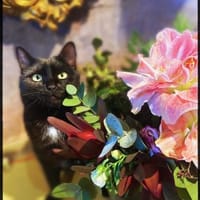 Lamborghini auf der Suche nach Liebe!, Kater zur Adoption