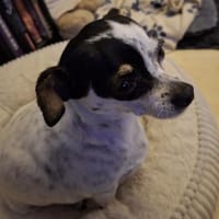 Monika, Hündin zur Adoption