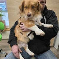 Diego von kettenlos, Hund zur Adoption