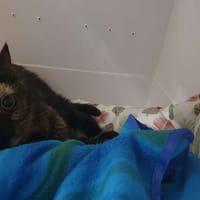Oween, chatte à adopter