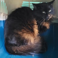 MAKI, chat à adopter