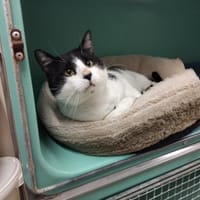 ALTO PAB28387, chat à adopter