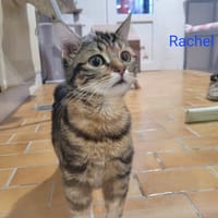 Rachel, chatte à adopter