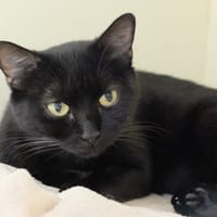 PAB27721 Vegas, chatte à adopter