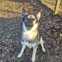 VASCO, chien à adopter